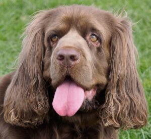 Sussex Spaniel