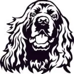 Sussex Spaniel illustration