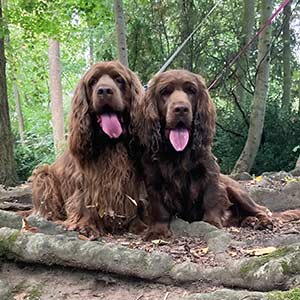 Sussex Spaniels