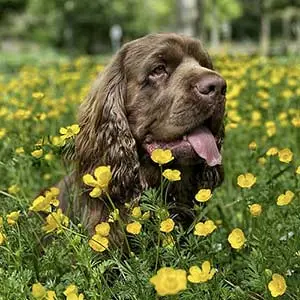Sussex Spaniel in a field with buttercups