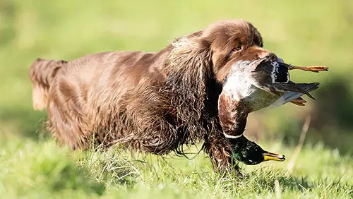Sussex Spaniel