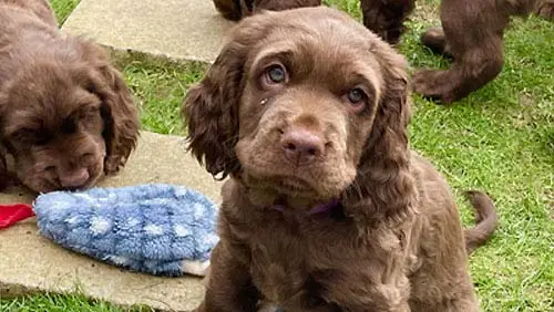 Sussex puppy