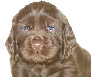 Puppy