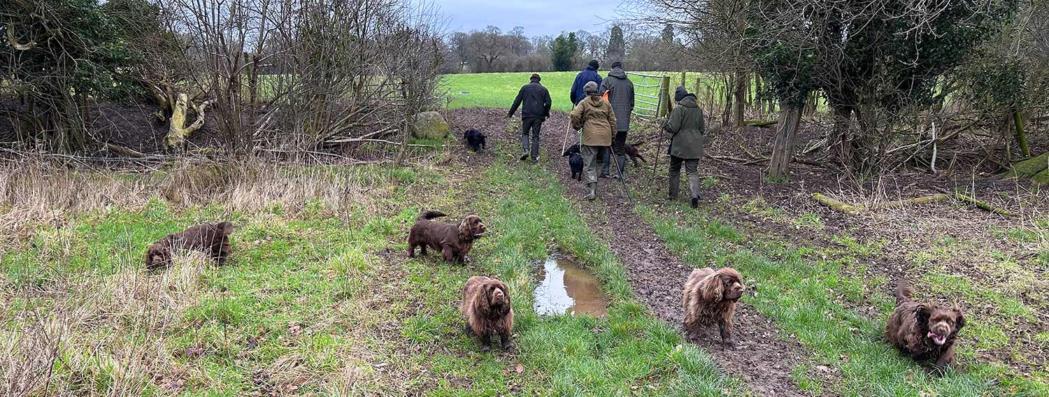 Working Sussex Spaniels
