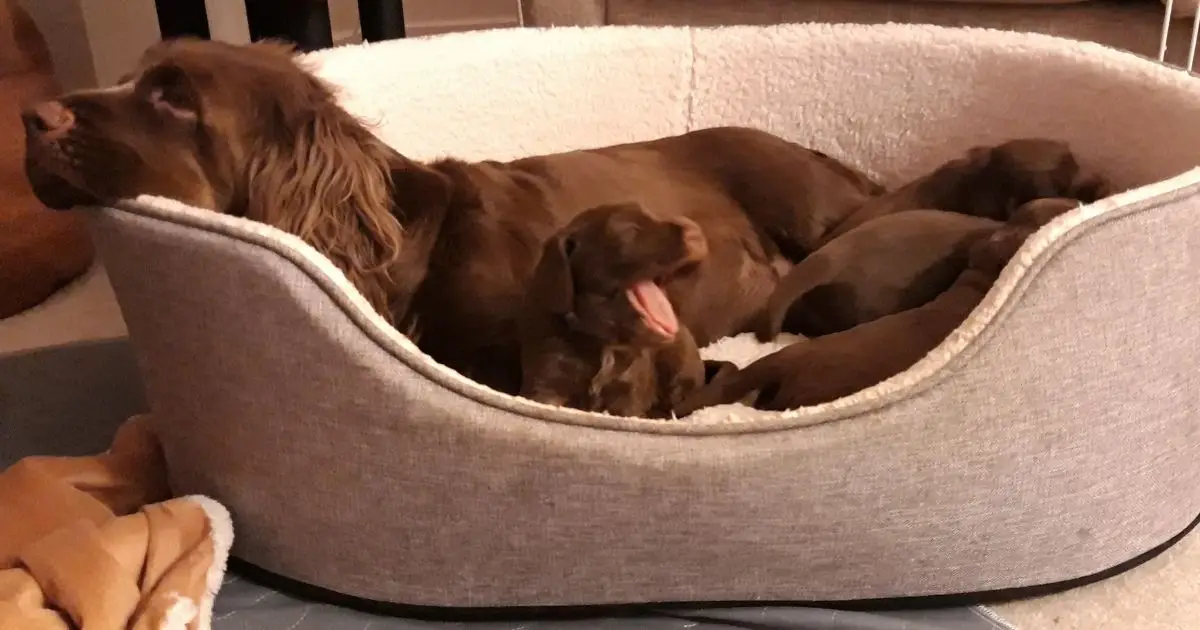 Sussex Spaniel