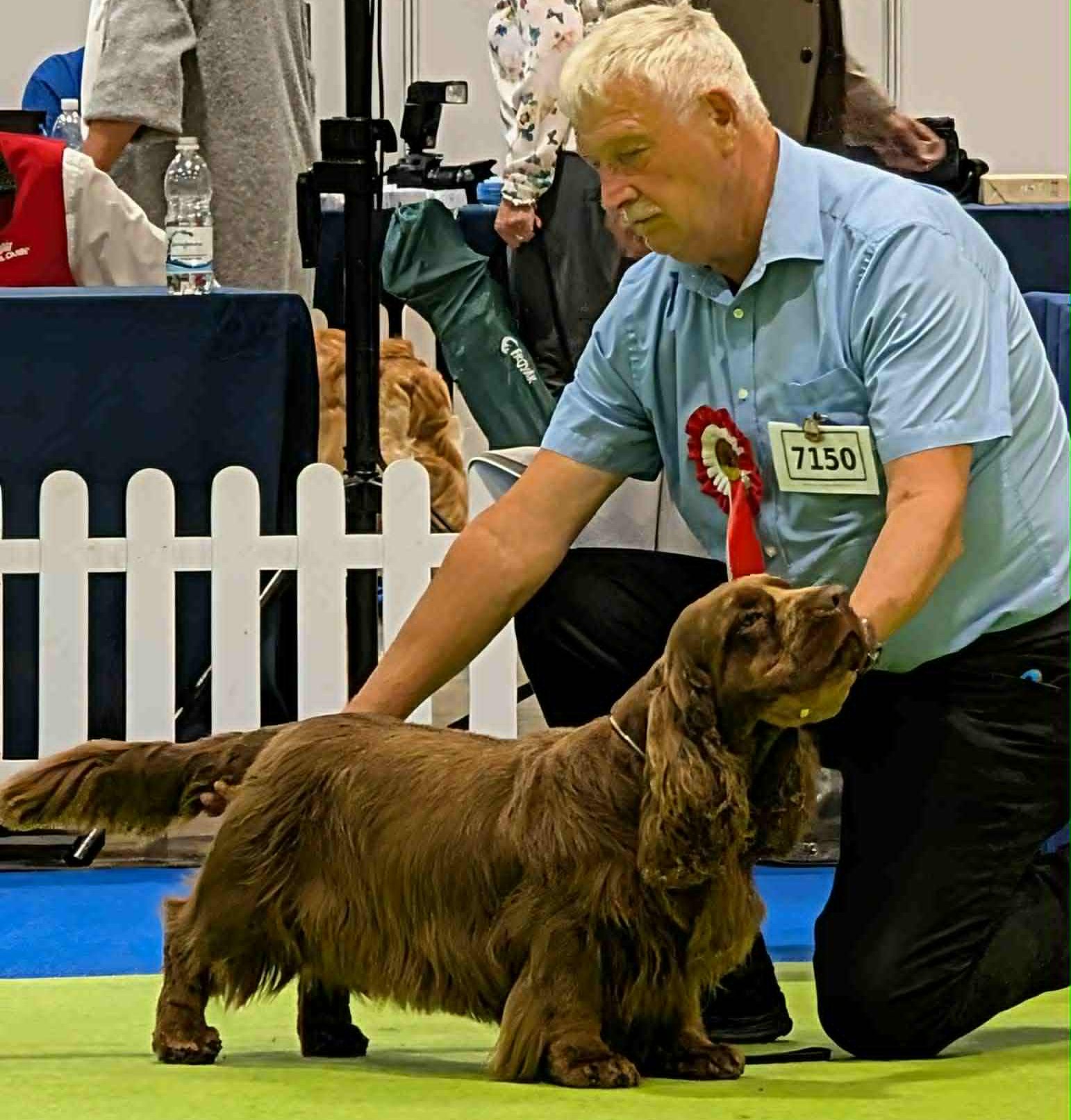 Rodders - Sussex Spaniel 