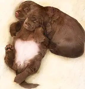 Puppies