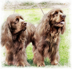 Sussex Spaniels