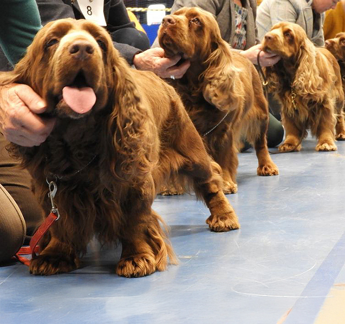 Sussex Spaniels in the show ring