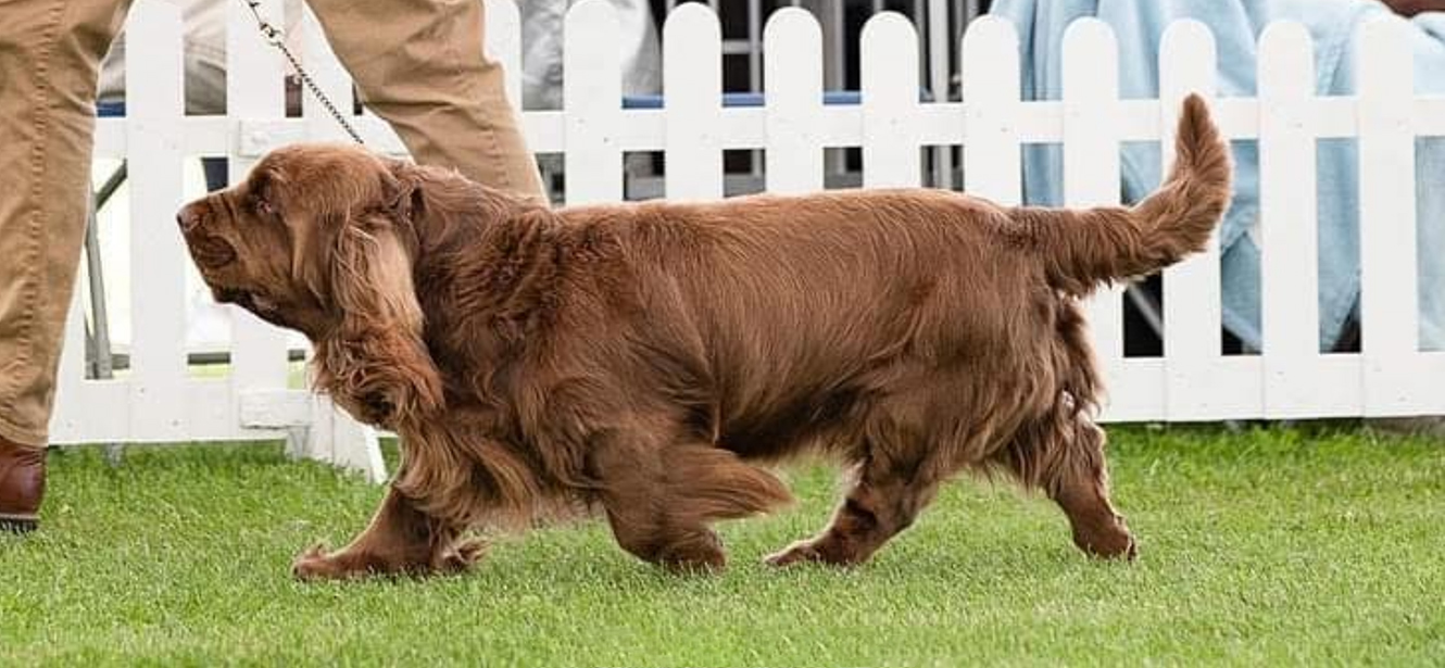 Sussex Spaniel in the showring