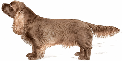 Sussex Spaniel