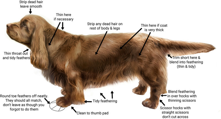 Grooming and trimming a dog for the showring
