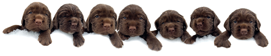 Litter of puppies