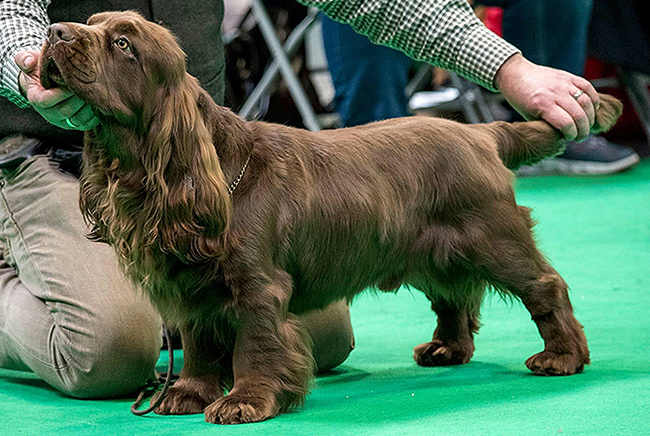 Dog groomed for the show ring