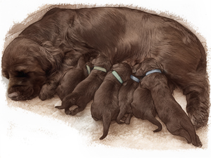 Breeders