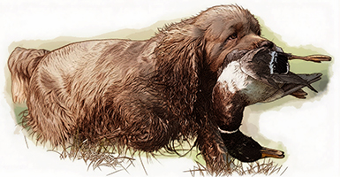 Sussex Spaniel bred for working