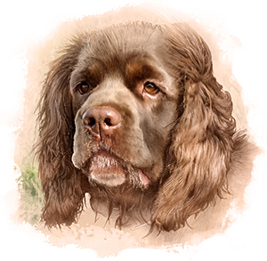 Sussex Spaniel painting