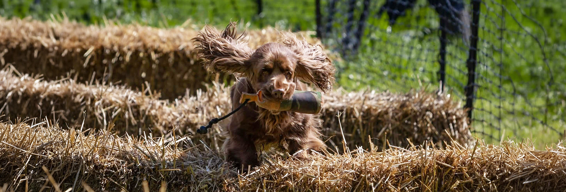 Sussex Spaniel working