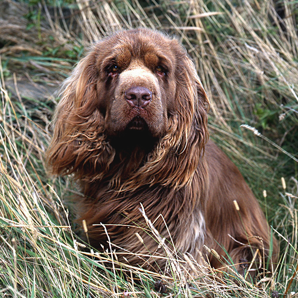 Sussex Spaniel