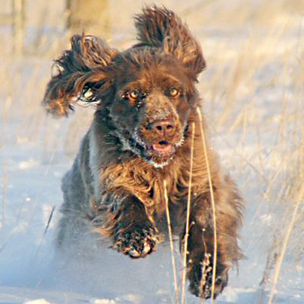 Sussex Spaniel