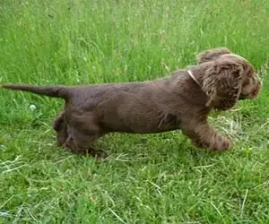 Puppy