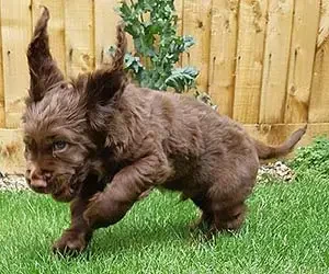 Puppy